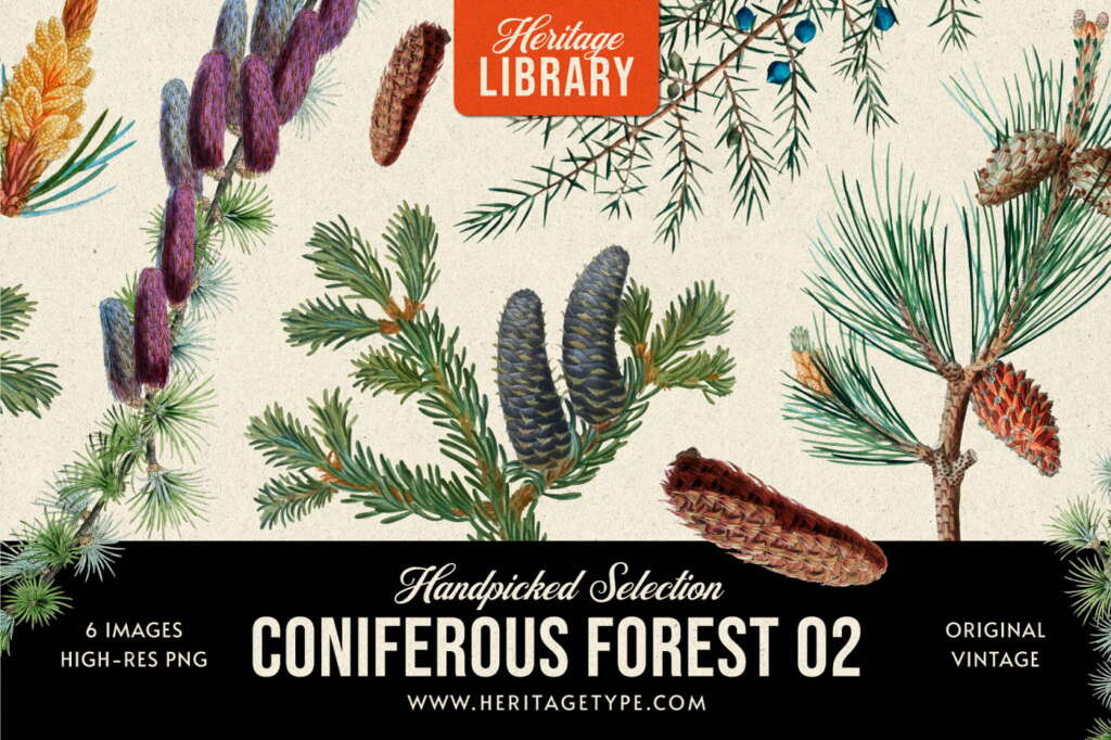 Coniferous Forest 02