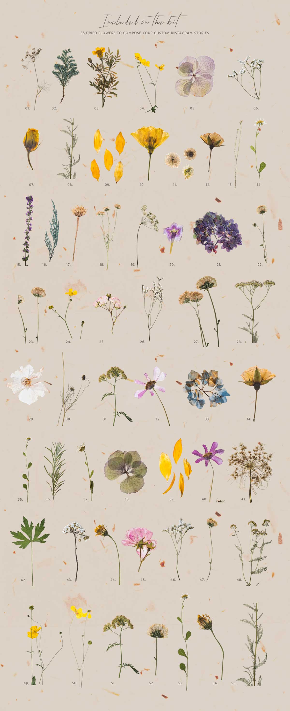 FLOWER SKETCHBOOK STORIES SOCIAL KIT