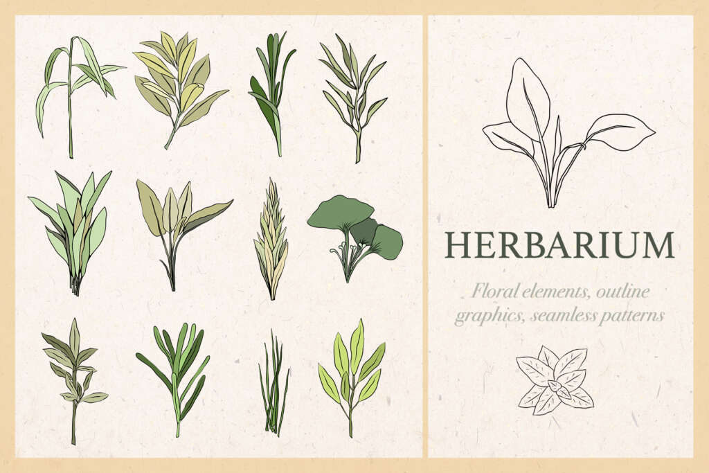 Herbarium – Graphic Collection