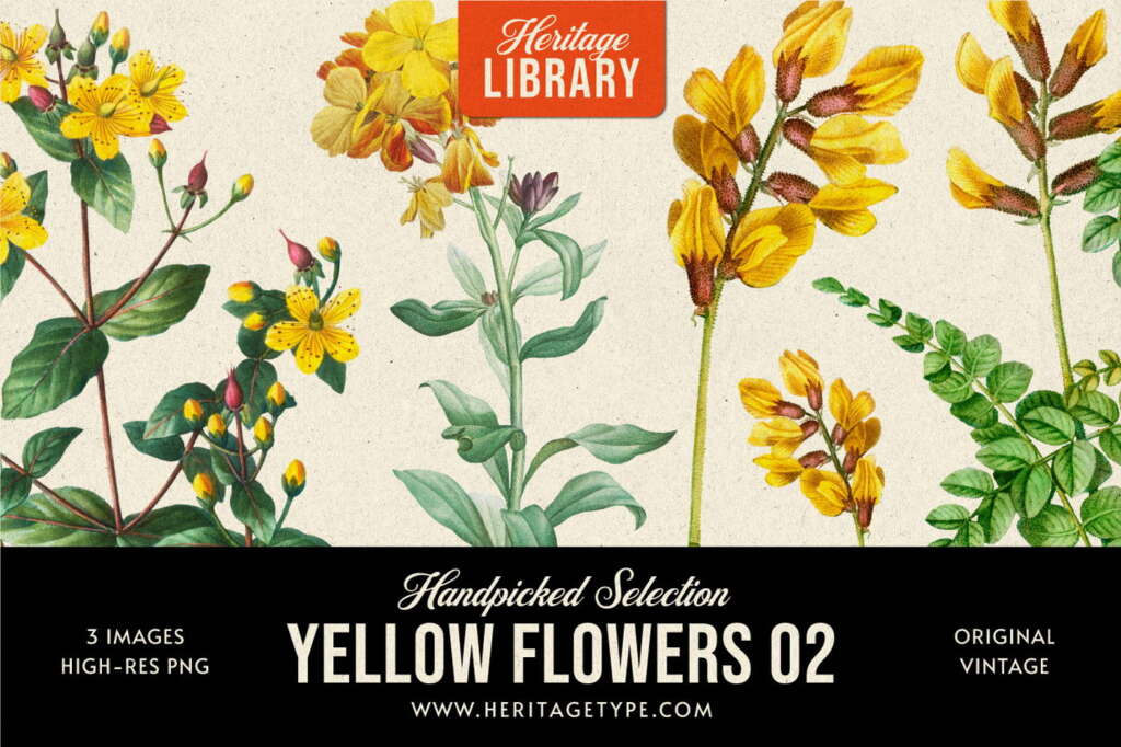 Yellow Flowers 02