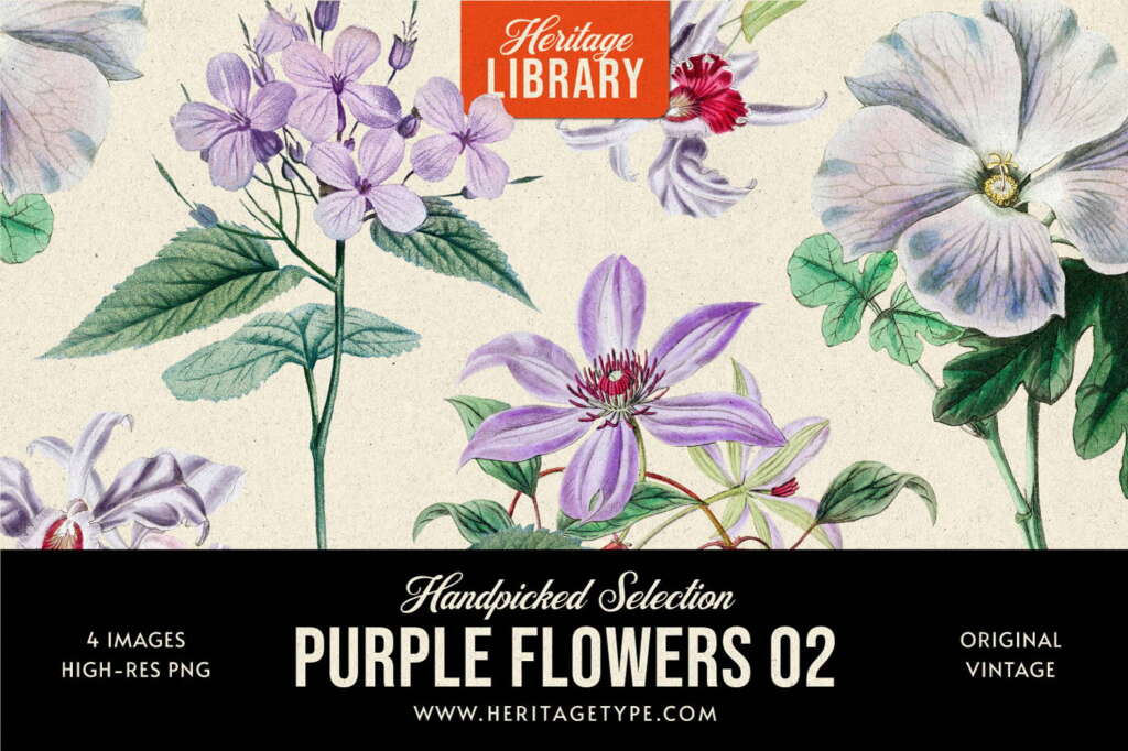 Purple Flowers 02