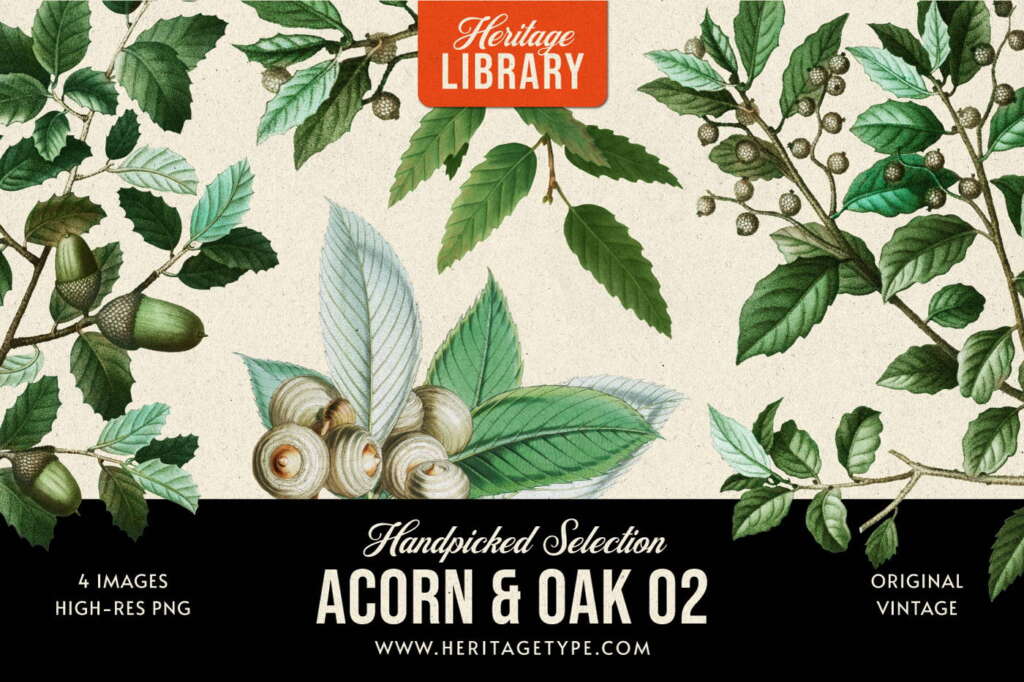 Acorn & Oak 02