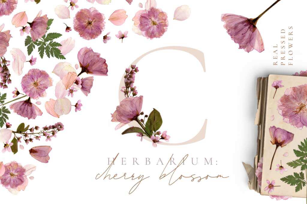 Herbarium vol. 1: Cherry Blossoms