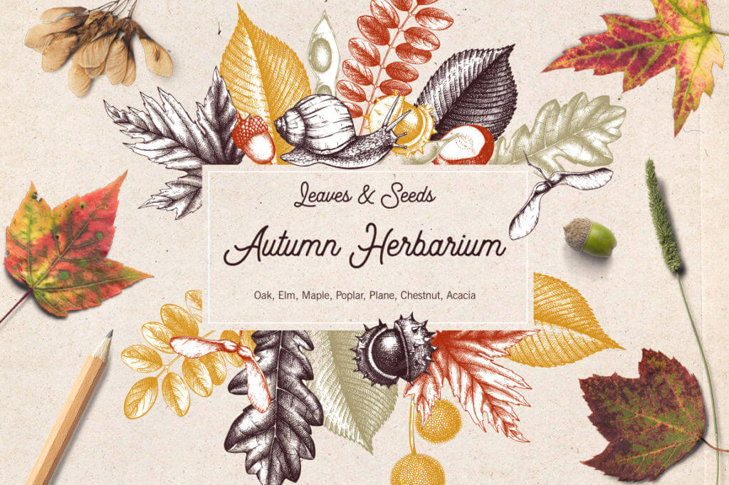 Vintage Autumn Leaves Set