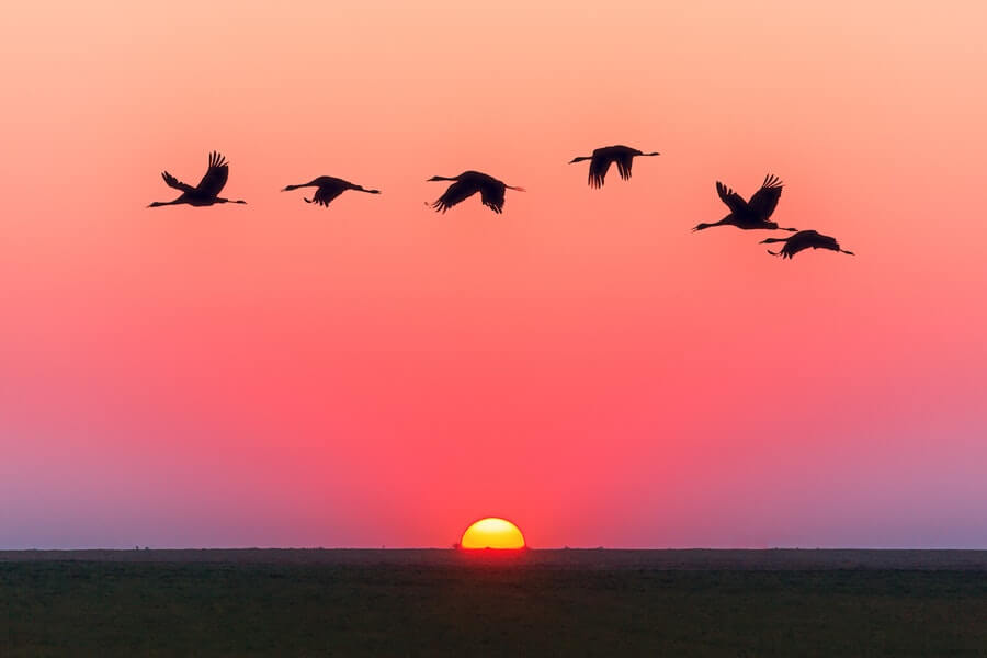 夕焼け空と野鳥